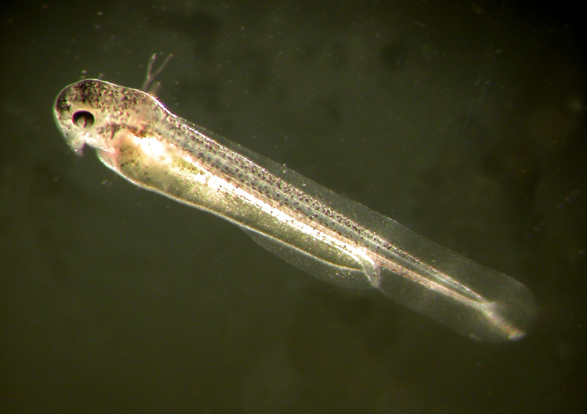 Misgurnus fossilis larva 72 hours after hatching